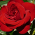 Czerwony  - Róża wielkokwiatowa - Hybrid Tea - Ena Harkness